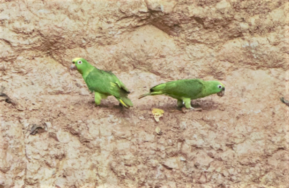 Yellow-crowned Parrot - ML140650021