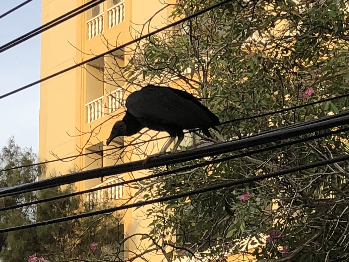 Black Vulture - ML140650421