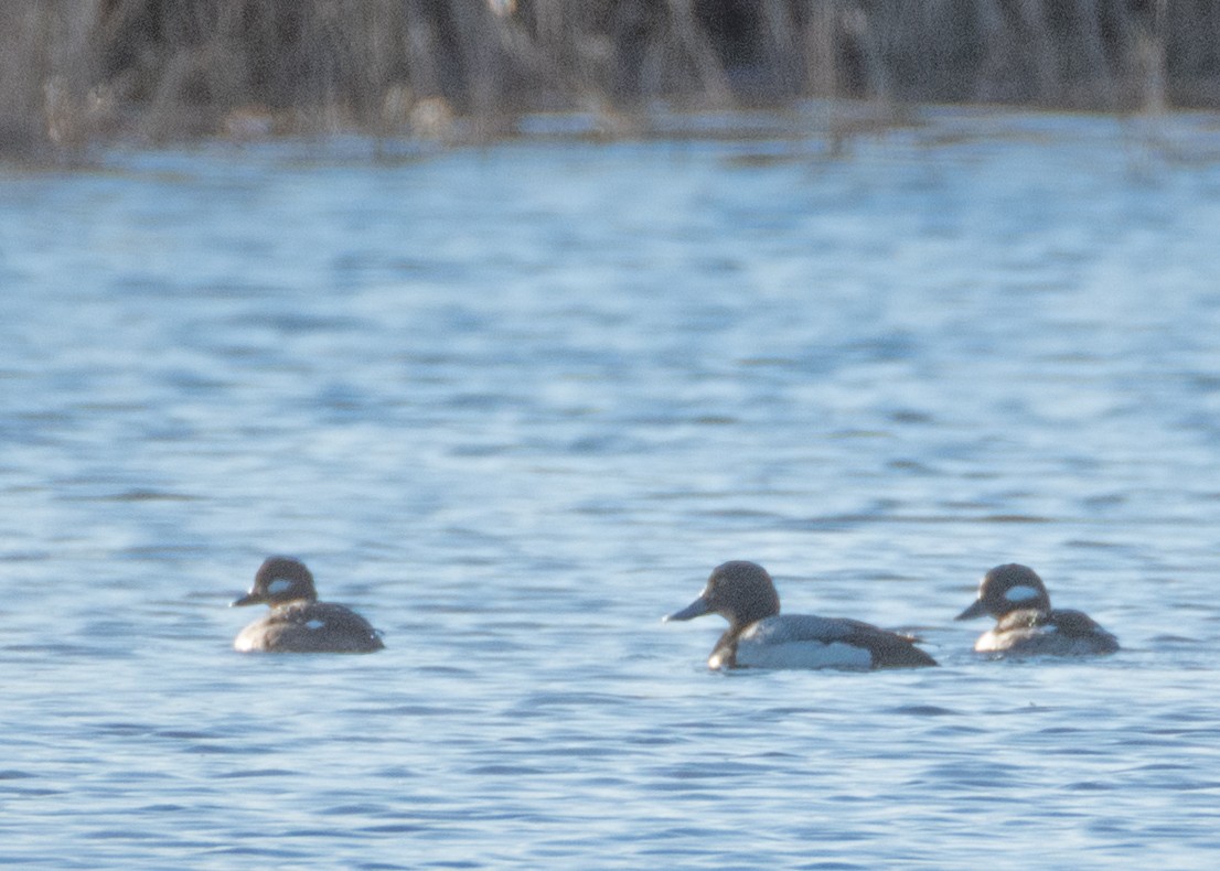 Greater Scaup - ML140651561