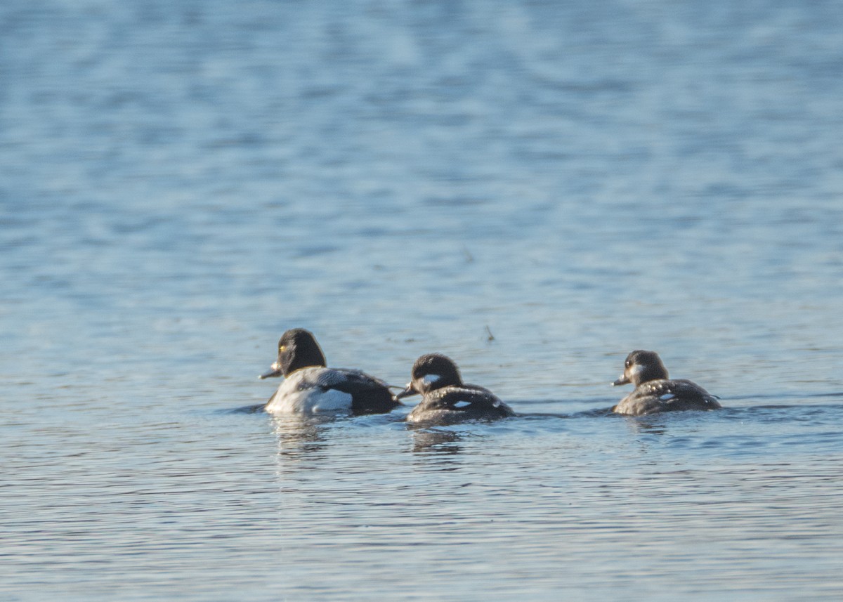 Greater Scaup - ML140651571