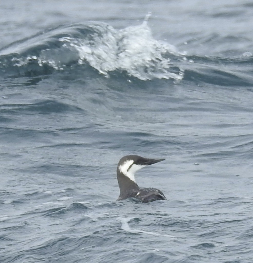 Common Murre - Mike Coulson