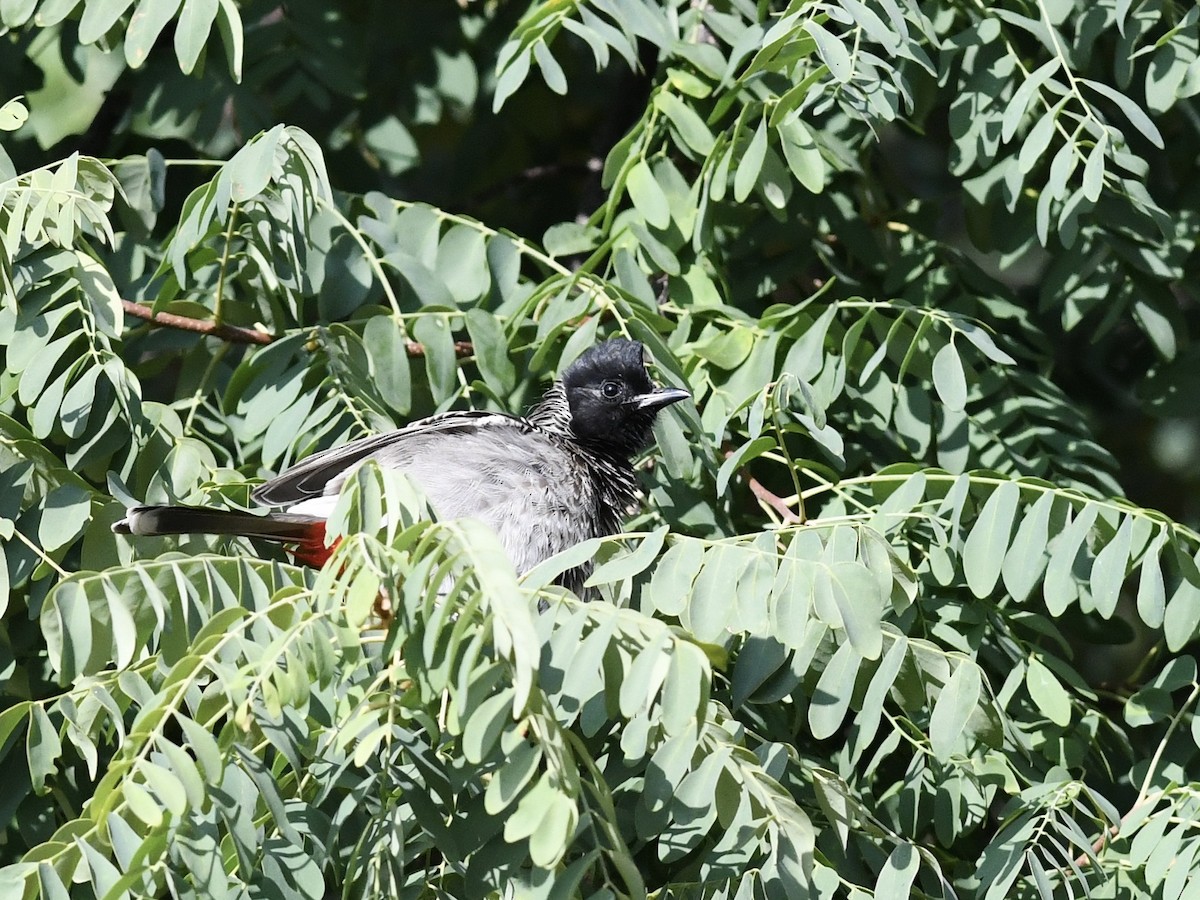 Red-vented Bulbul - ML140651701