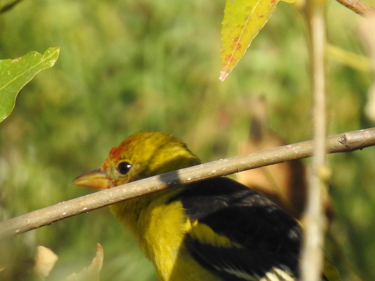 Western Tanager - Nicola Cendron