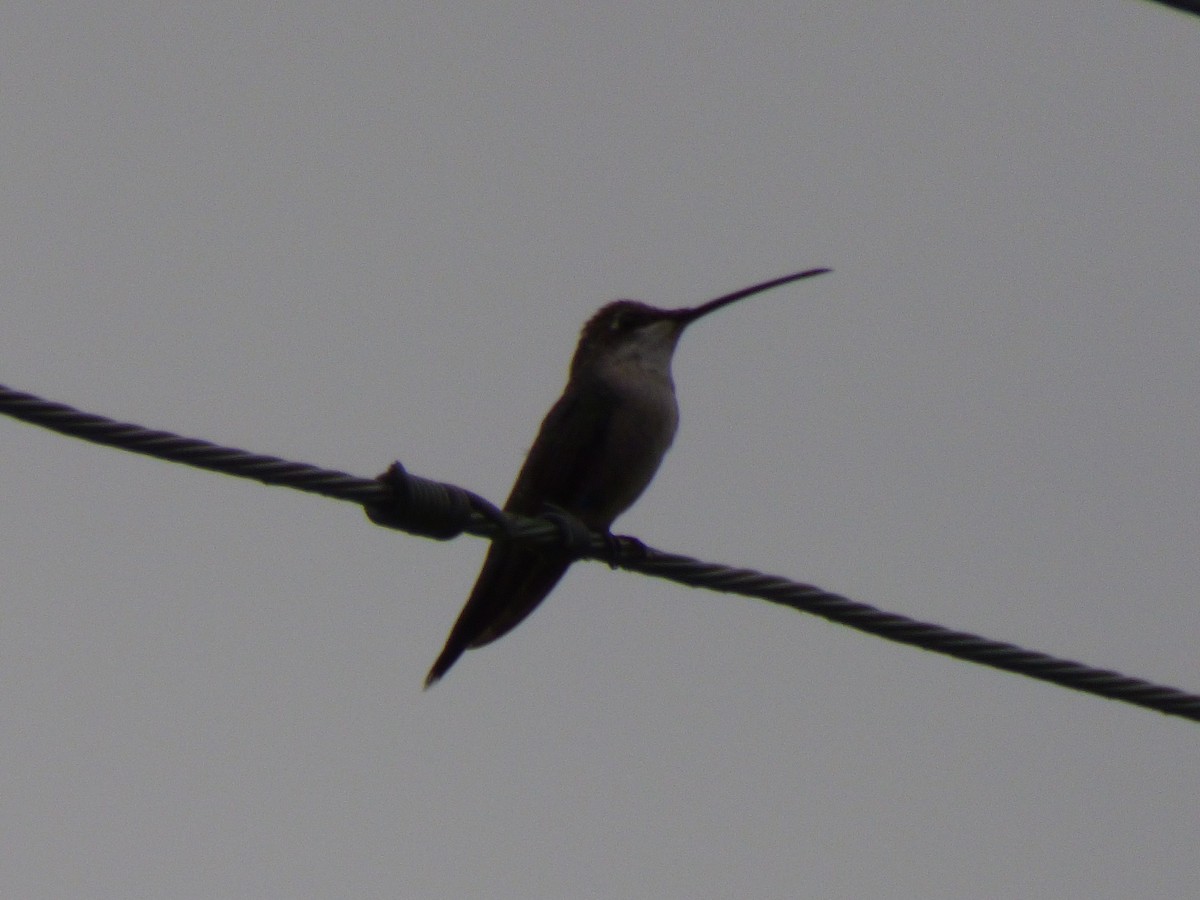 kolibřík cerradový - ML140654471