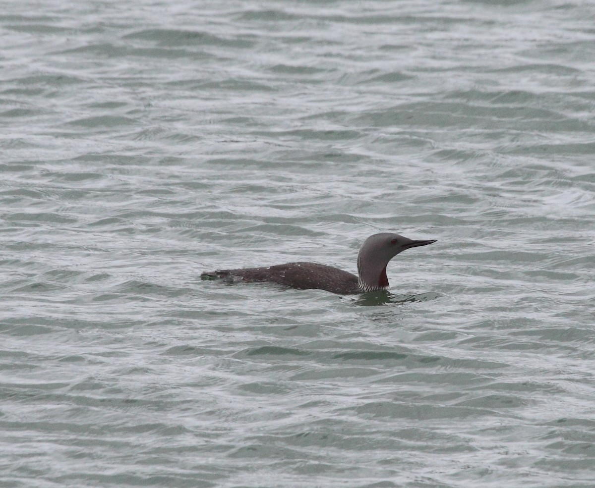 Red-throated Loon - ML140656131
