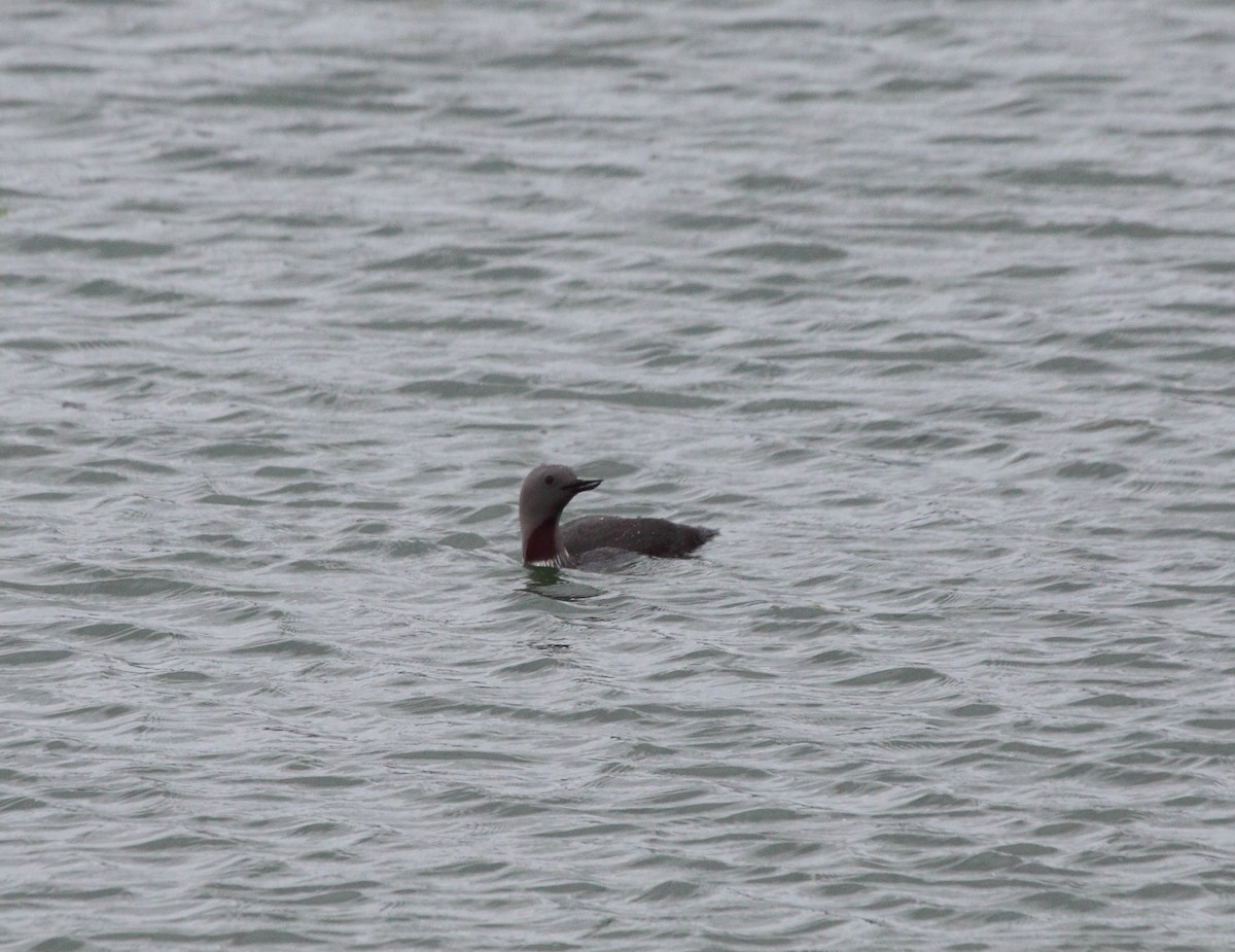 Red-throated Loon - ML140656181