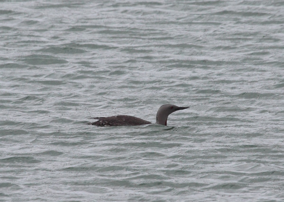 Red-throated Loon - Andrew Steele