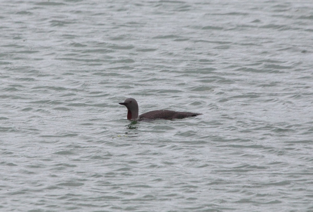 Red-throated Loon - Andrew Steele