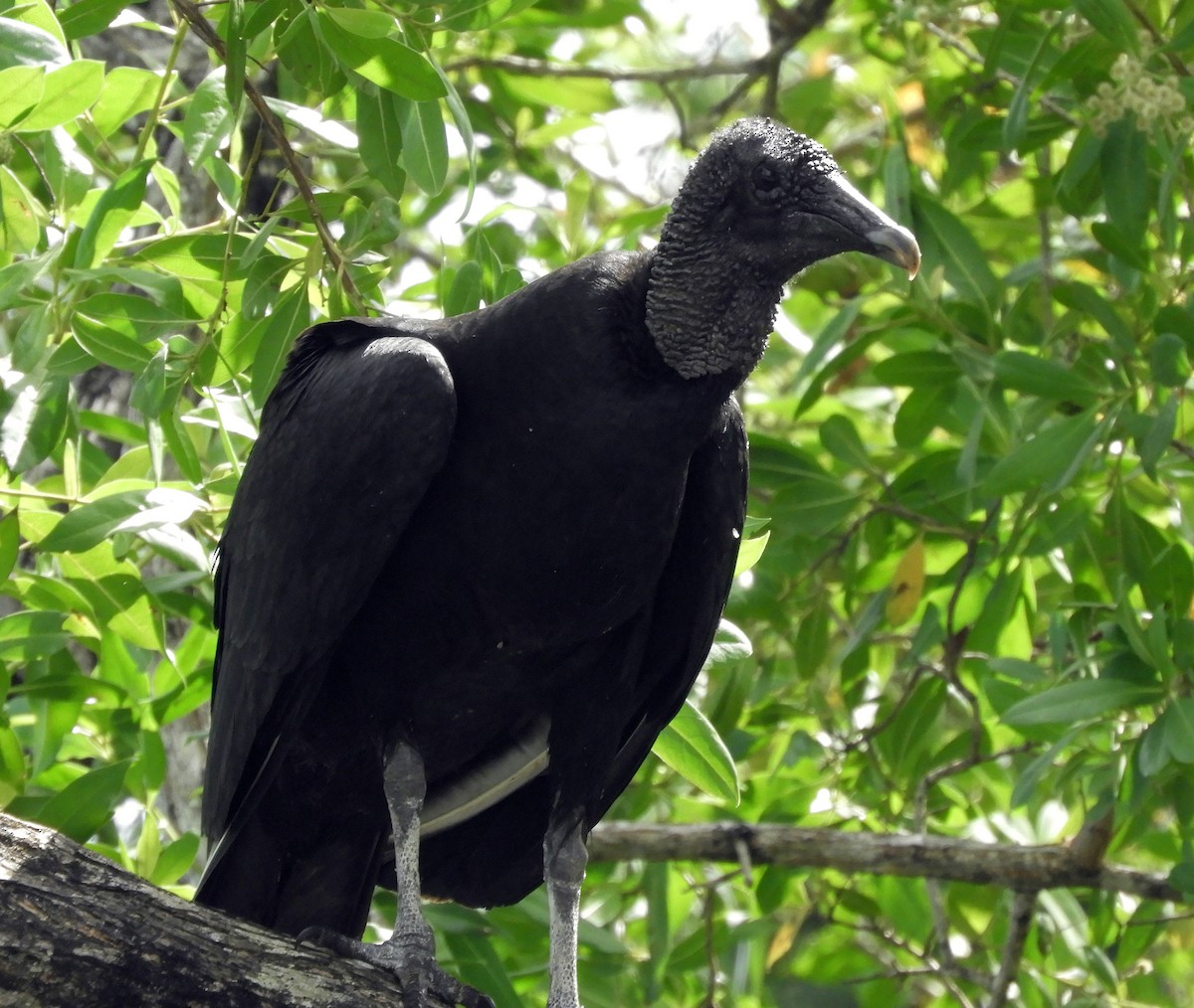 Black Vulture - ML140657171