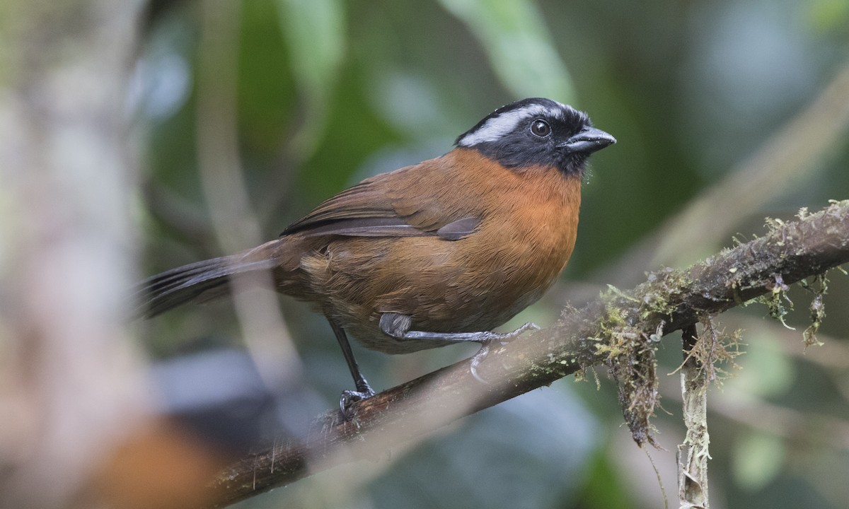 Tanager Finch - ML140657671