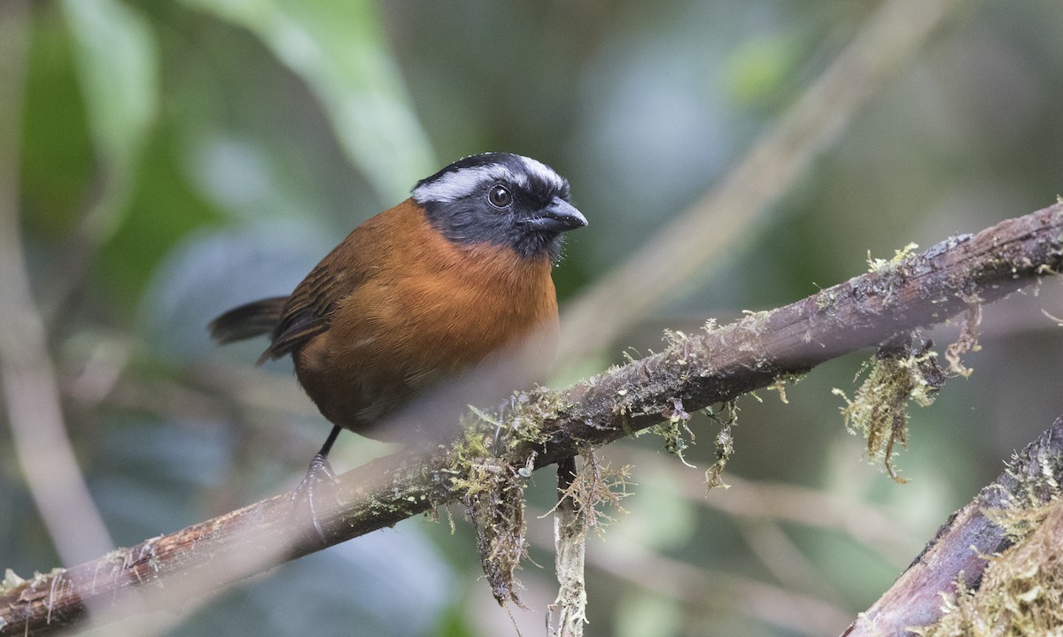 Tanager Finch - ML140657681
