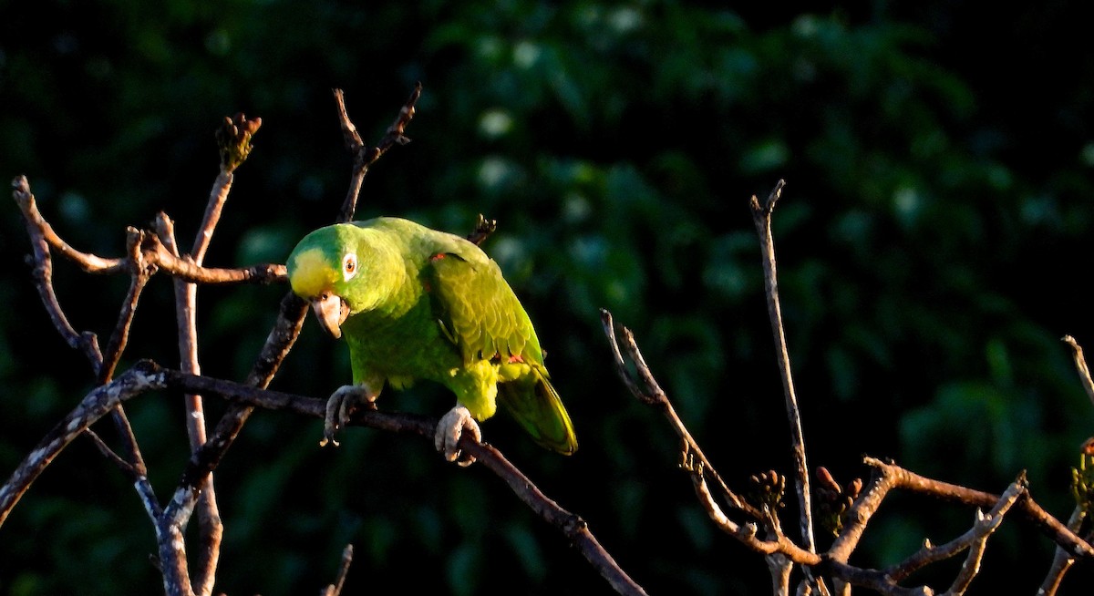 Yellow-crowned Parrot - ML140658041