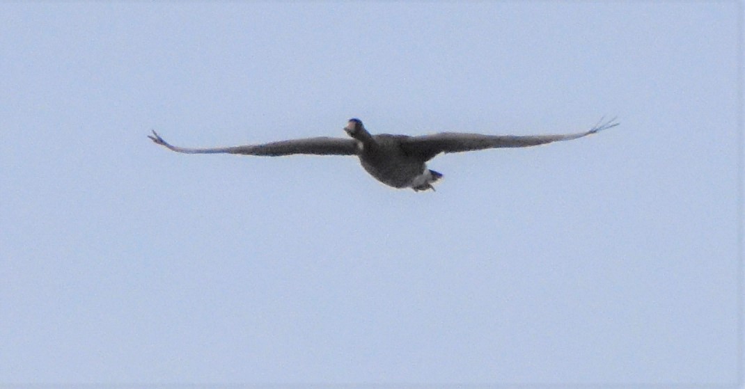 Greater White-fronted Goose - ML140658751