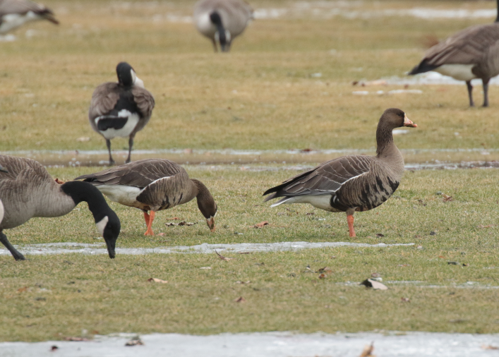 Greater White-fronted Goose - ML140659351