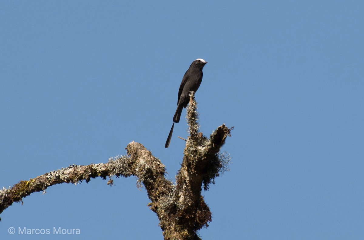 Long-tailed Tyrant - Marcos Moura
