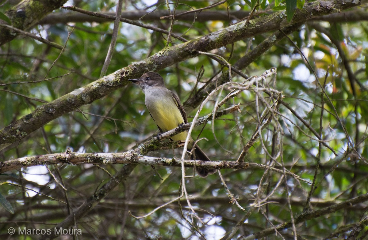 Short-crested Flycatcher - Marcos Moura