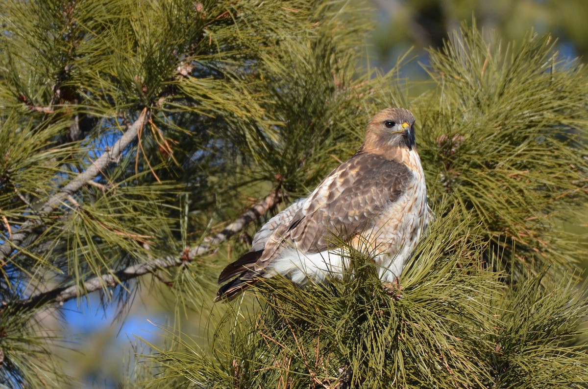 Red-tailed Hawk - Ron Burkert