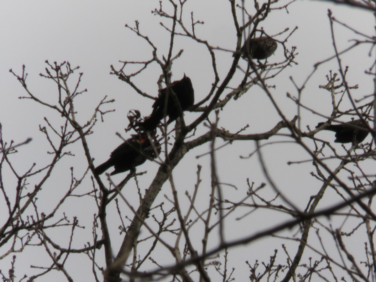 Red-winged Blackbird (Red-winged) - Clayton  Koonce
