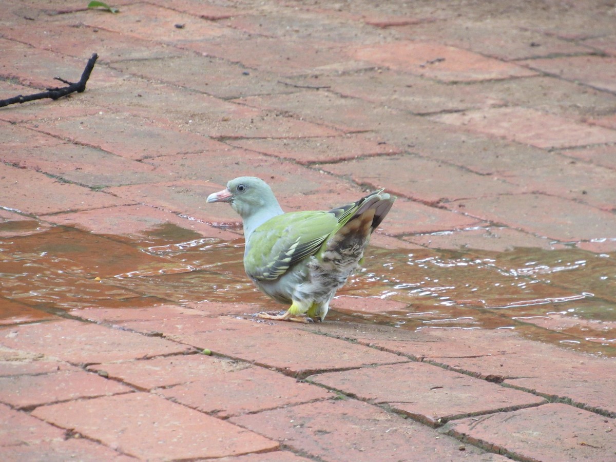 African Green-Pigeon - Lisa Reid