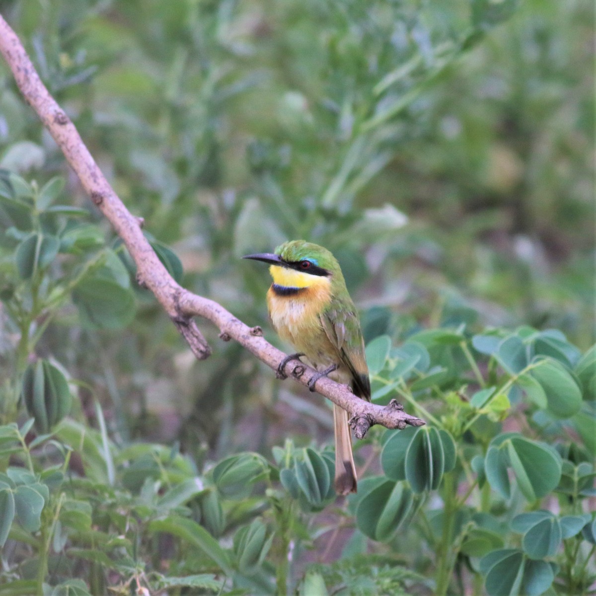Little Bee-eater - ML140661321