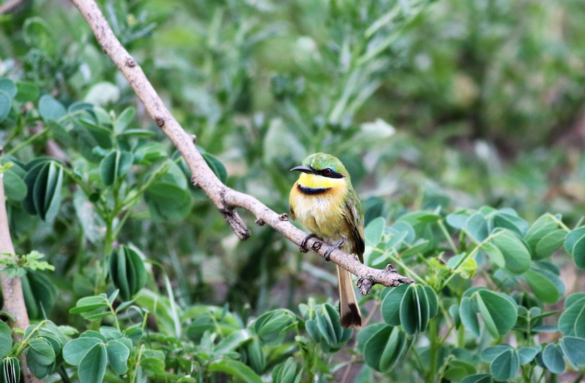 Little Bee-eater - Ronald Goddard