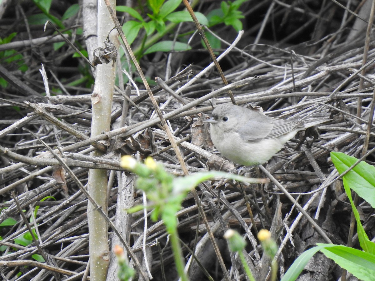 Lucy's Warbler - Dorian Charnis