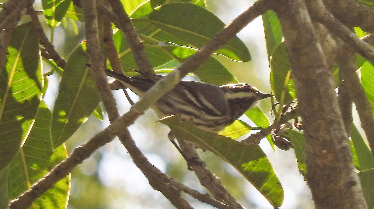 Black-throated Gray Warbler - Luis  Morales