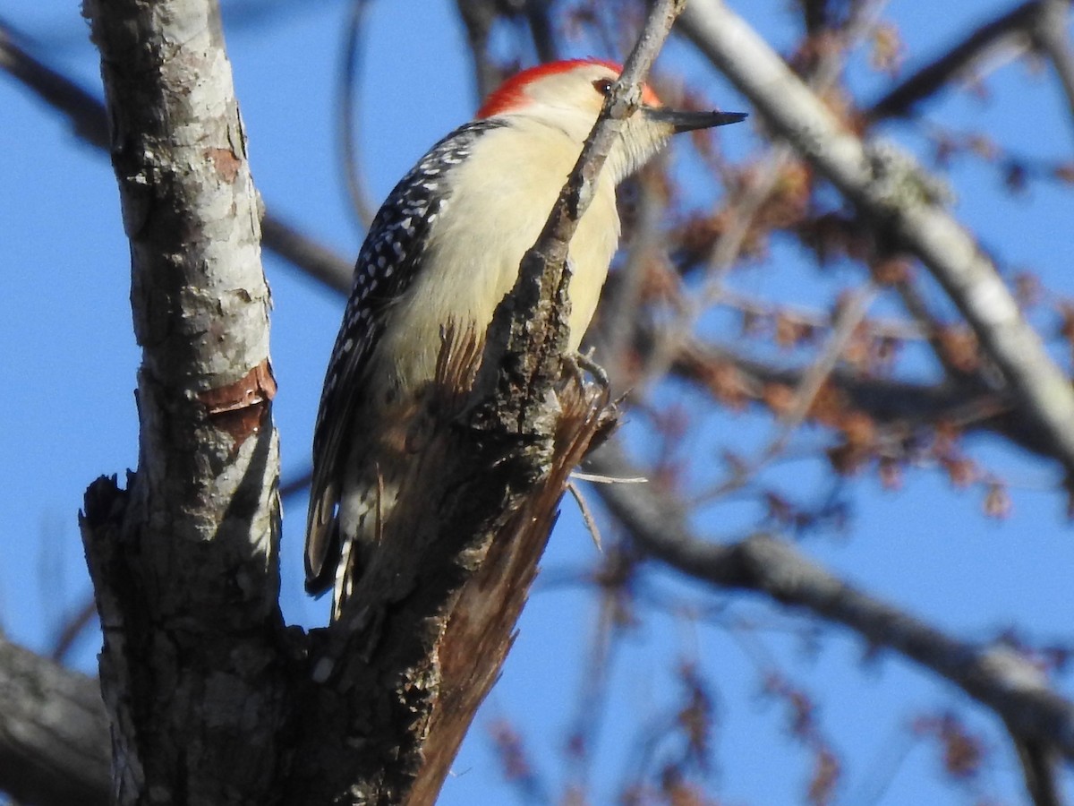 Red-bellied Woodpecker - ML140664251