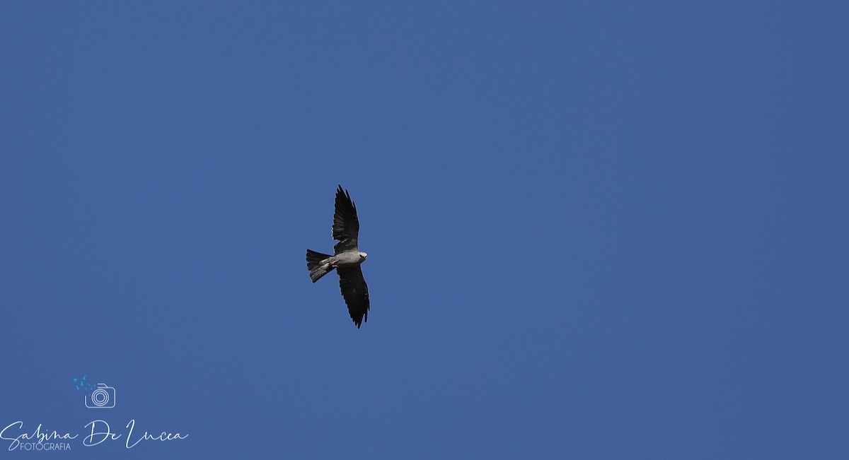 Mississippi Kite - Aves-del-Taragüí/ SabinaDeLucca