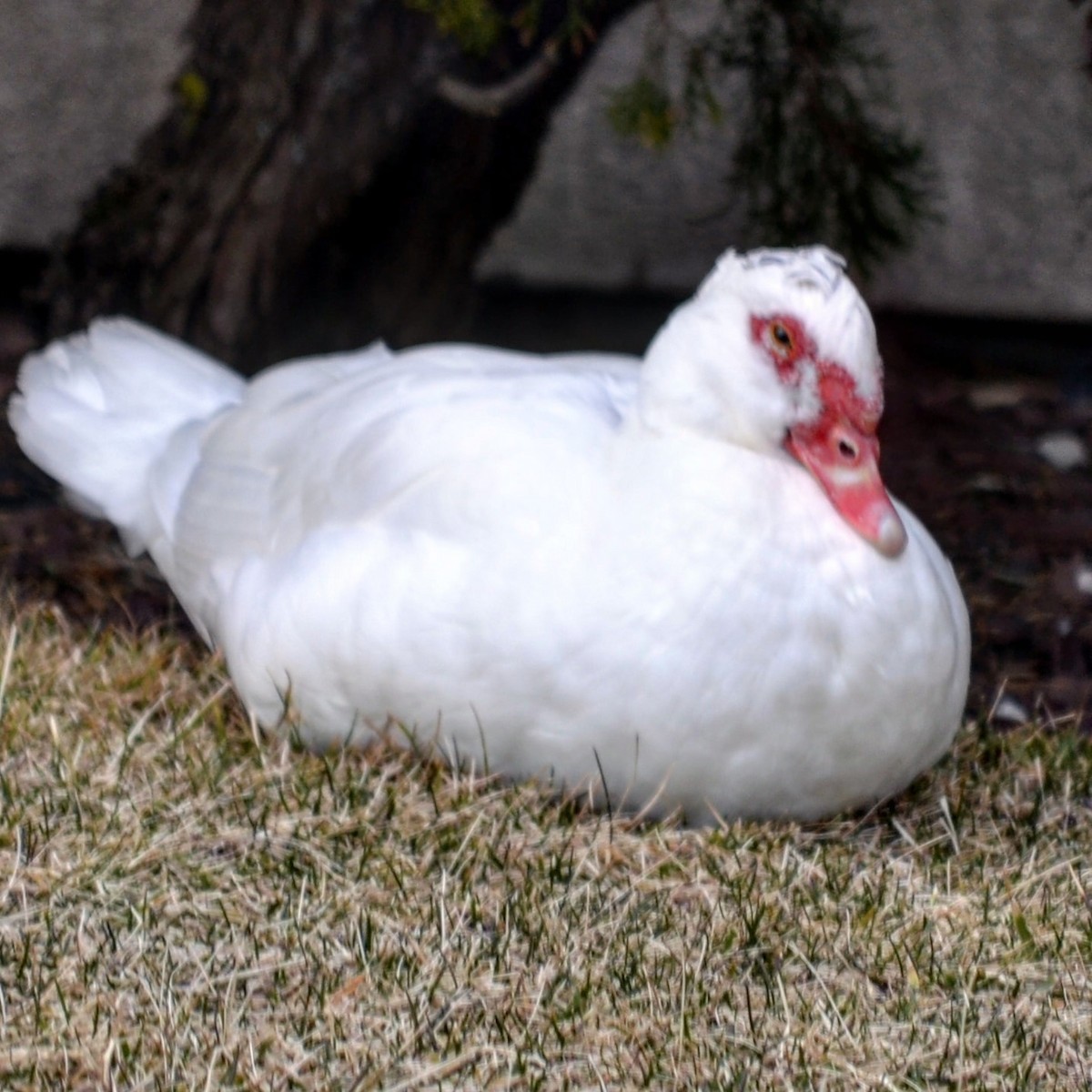 Muscovy Duck (Domestic type) - Vicky McErlean🐦