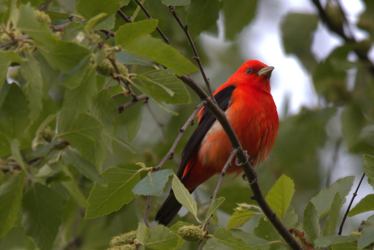 Scarlet Tanager - Dwight Moser