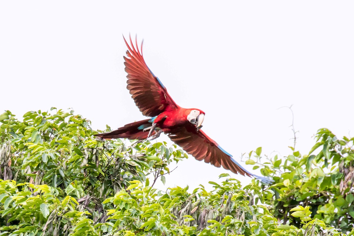 Scarlet Macaw - Linda Rudolph