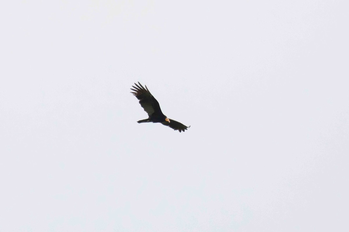 Greater Yellow-headed Vulture - ML140668661