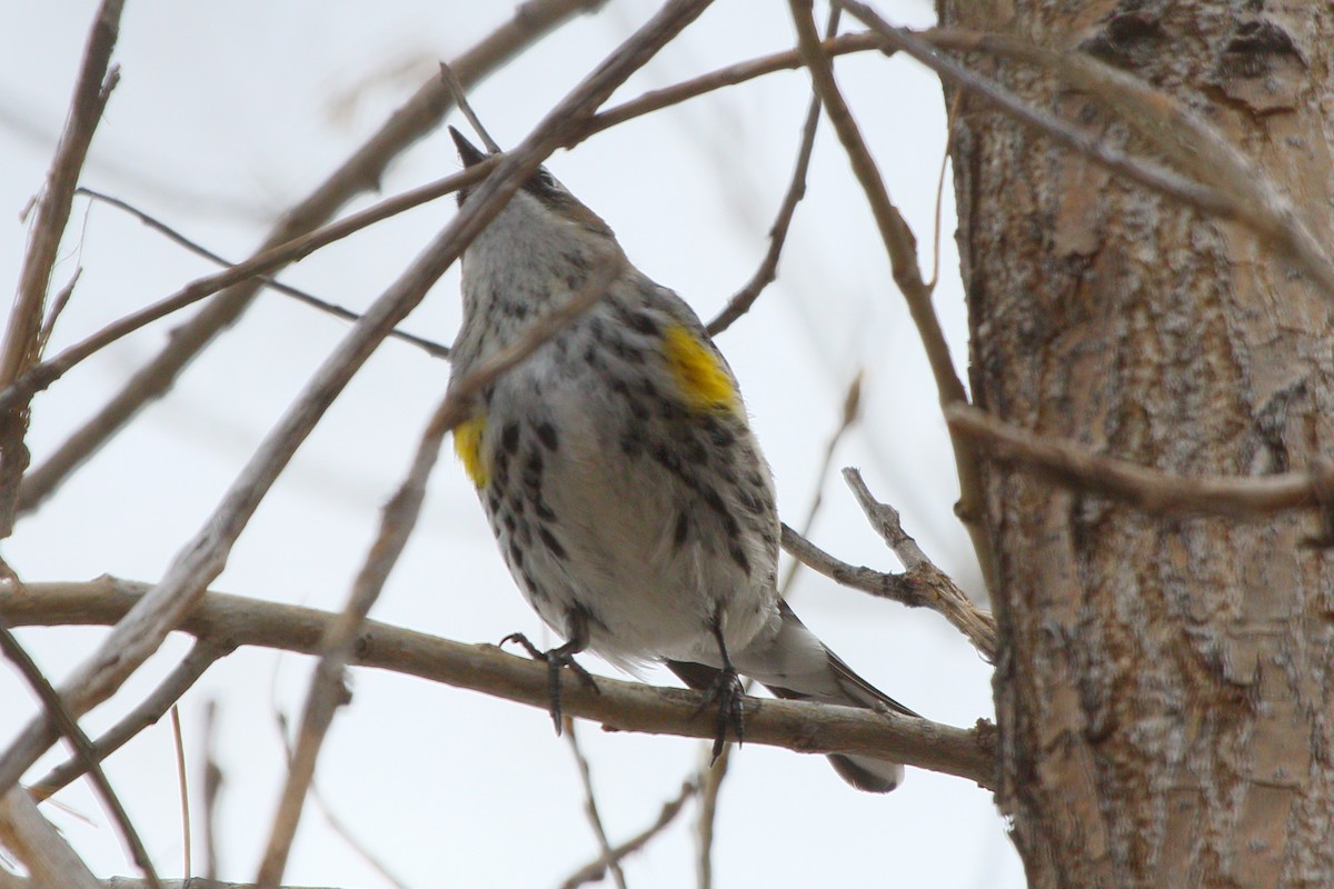 Yellow-rumped Warbler (Myrtle) - Bill Garden