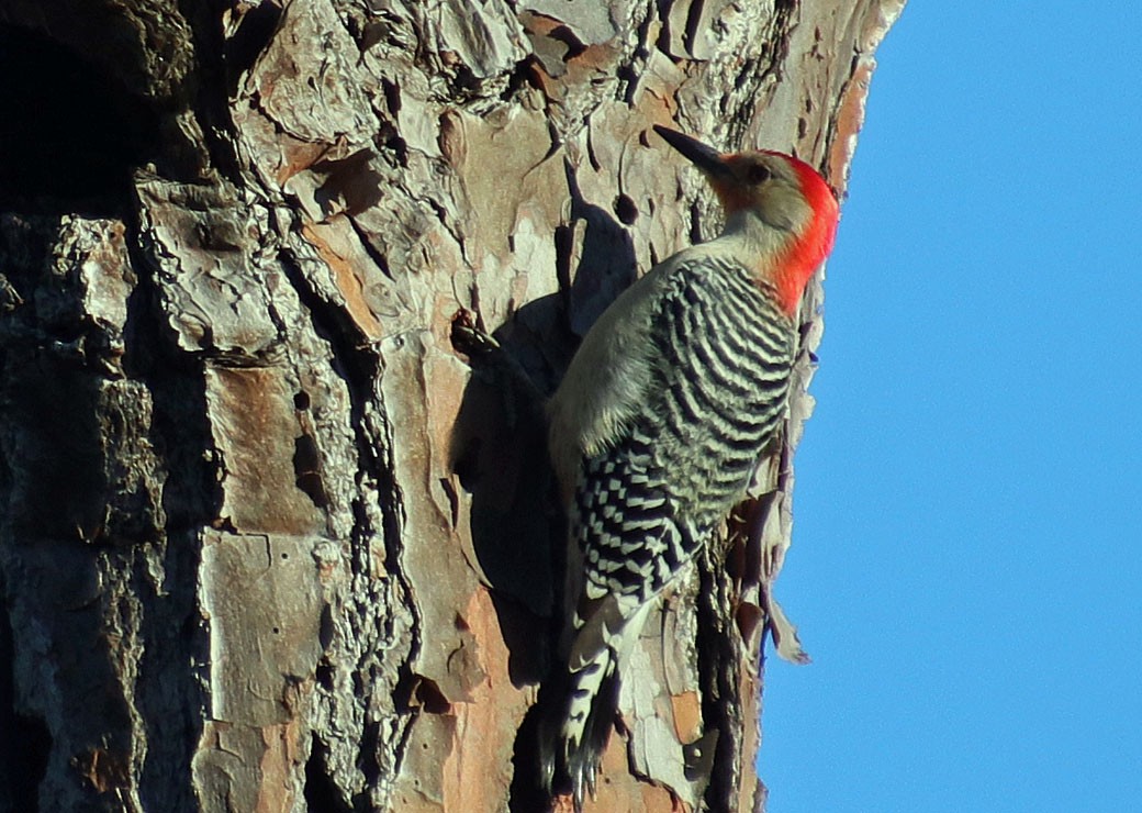 Red-bellied Woodpecker - ML140669401