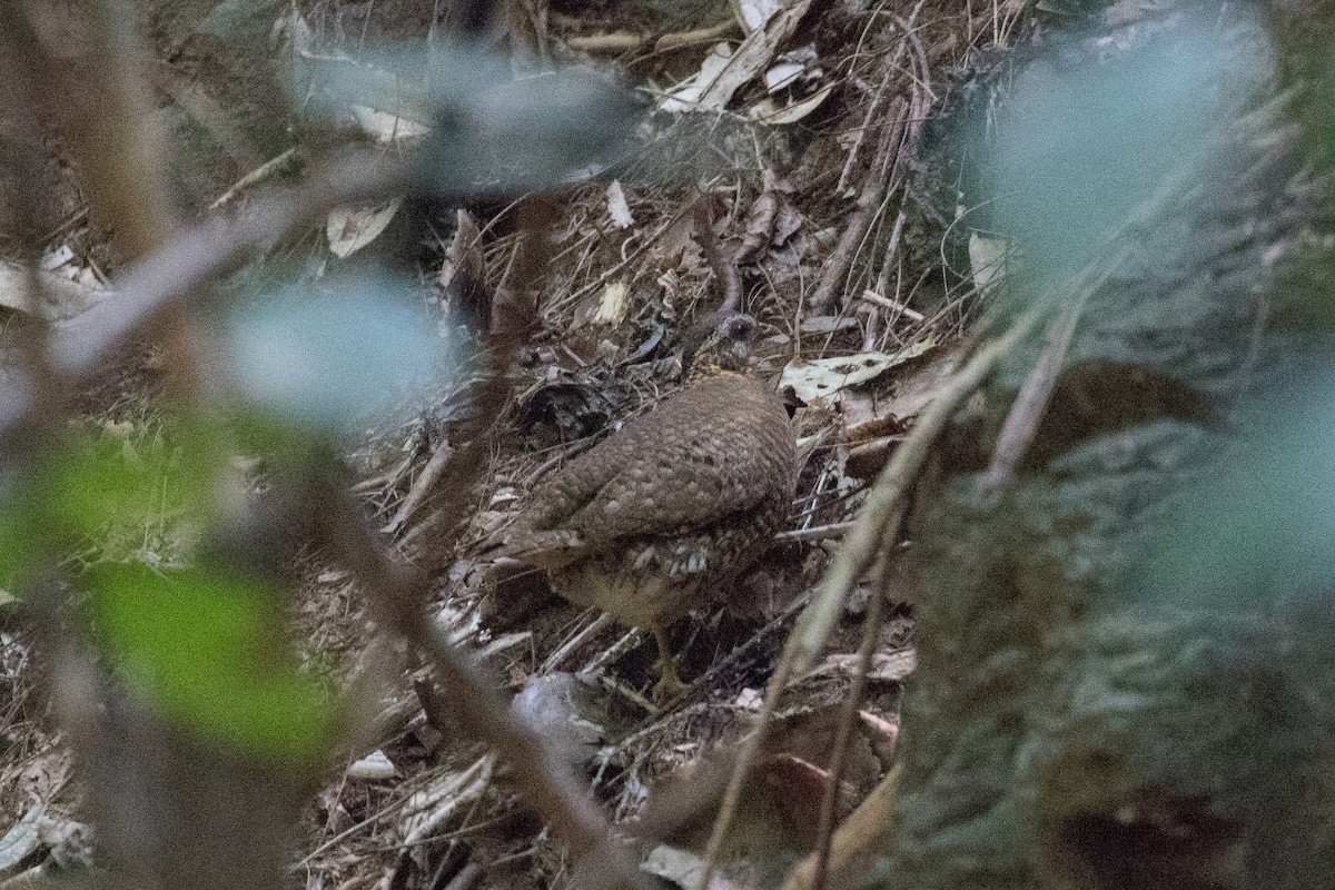 Scaly-breasted Partridge - ML140671121