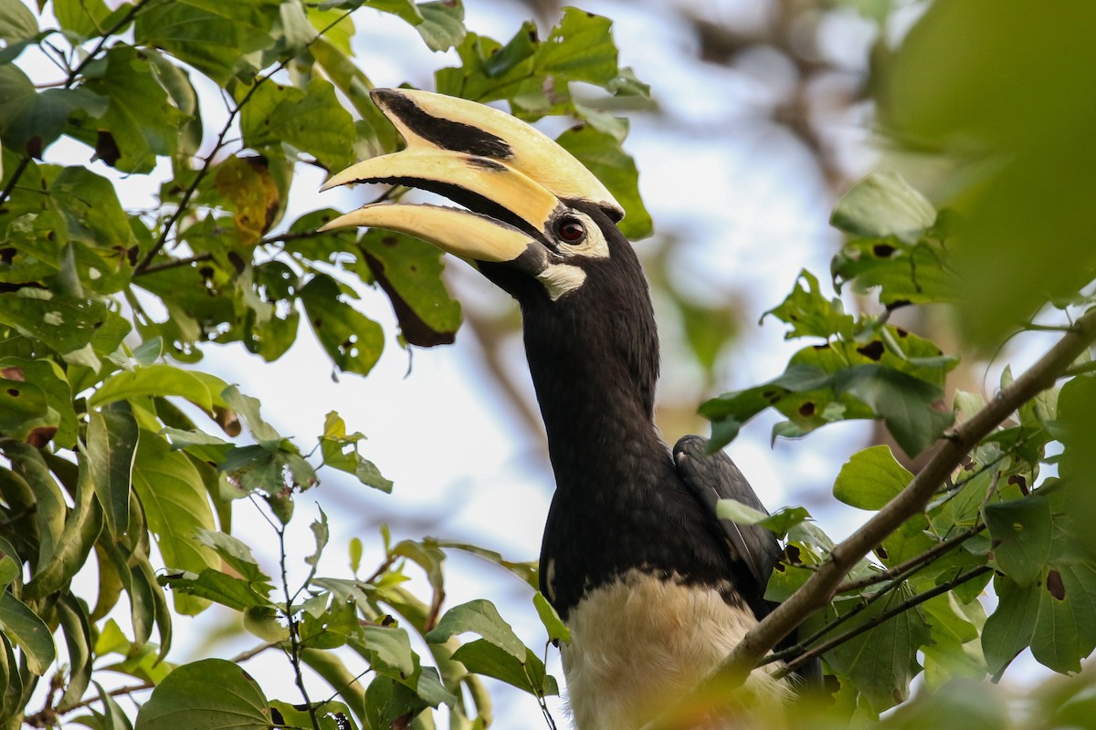 Oriental Pied-Hornbill - Blair Dudeck