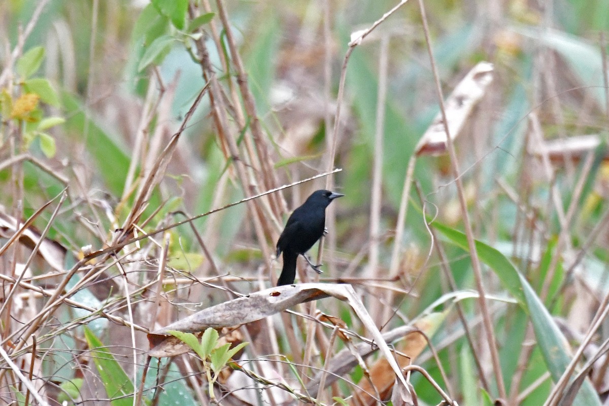 Unicolored Blackbird - ML140672151
