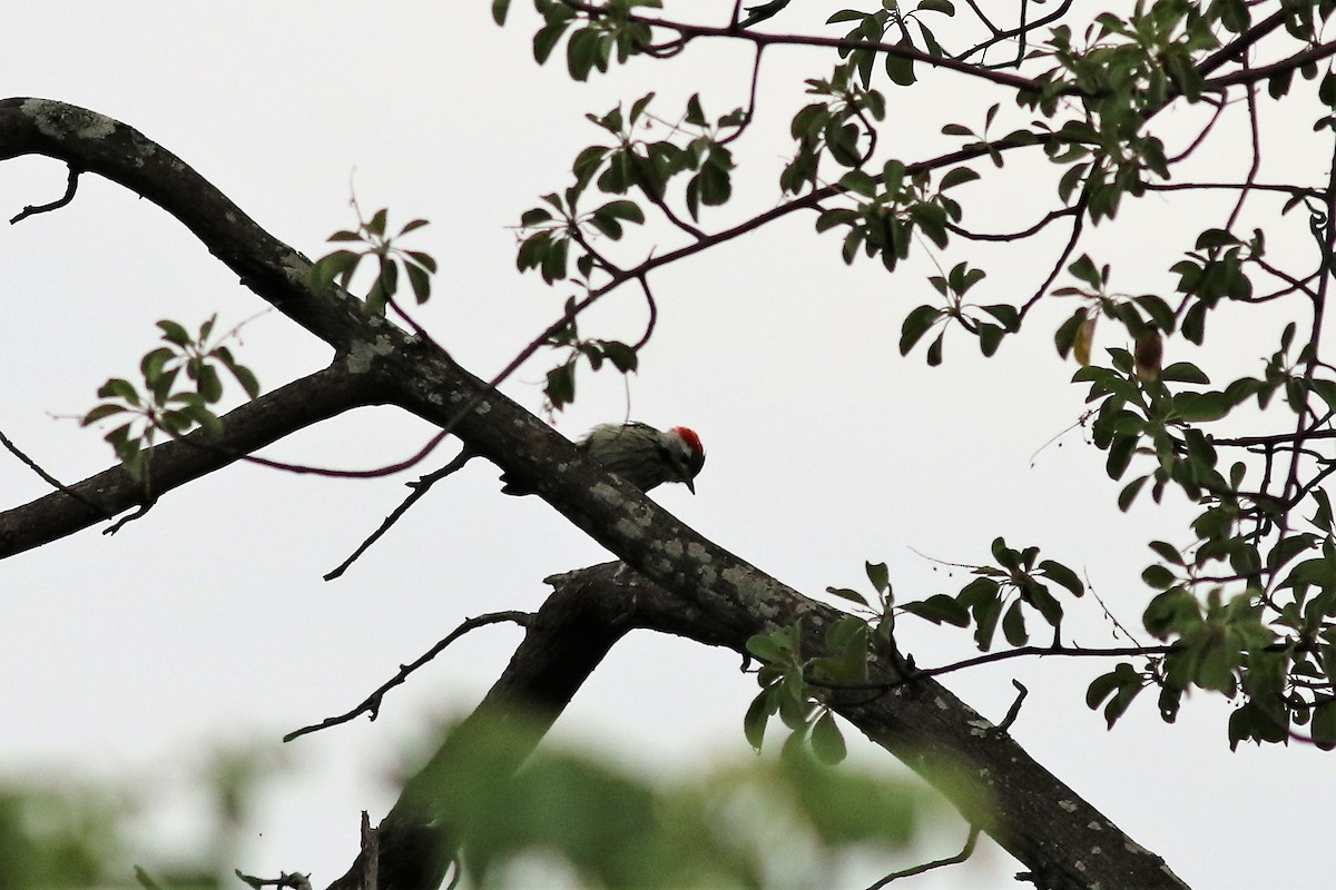 Cardinal Woodpecker - ML140673241