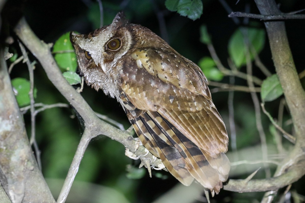 White-fronted Scops-Owl - ML140673421