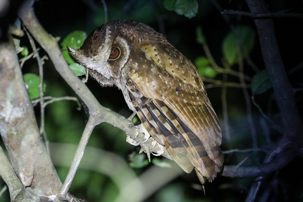 White-fronted Scops-Owl - ML140673441