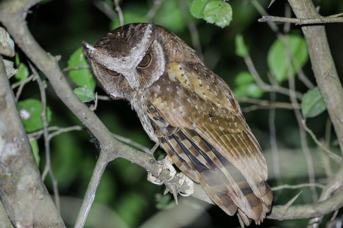 White-fronted Scops-Owl - Blair Dudeck