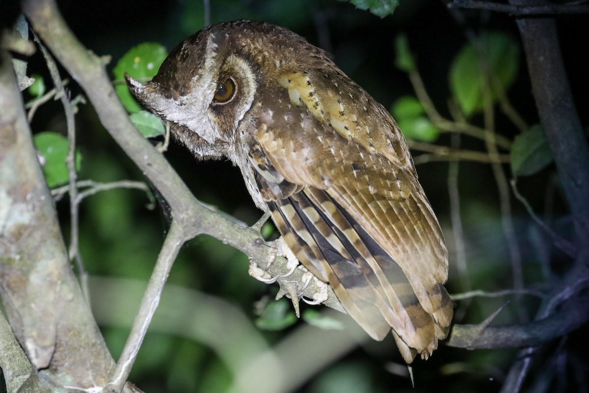 White-fronted Scops-Owl - ML140673461