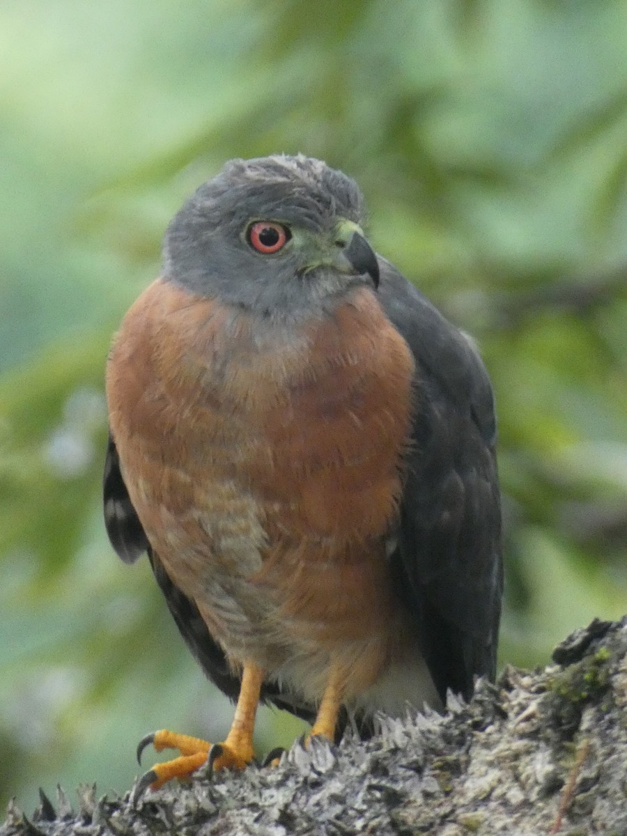 Double-toothed Kite - ML140674921