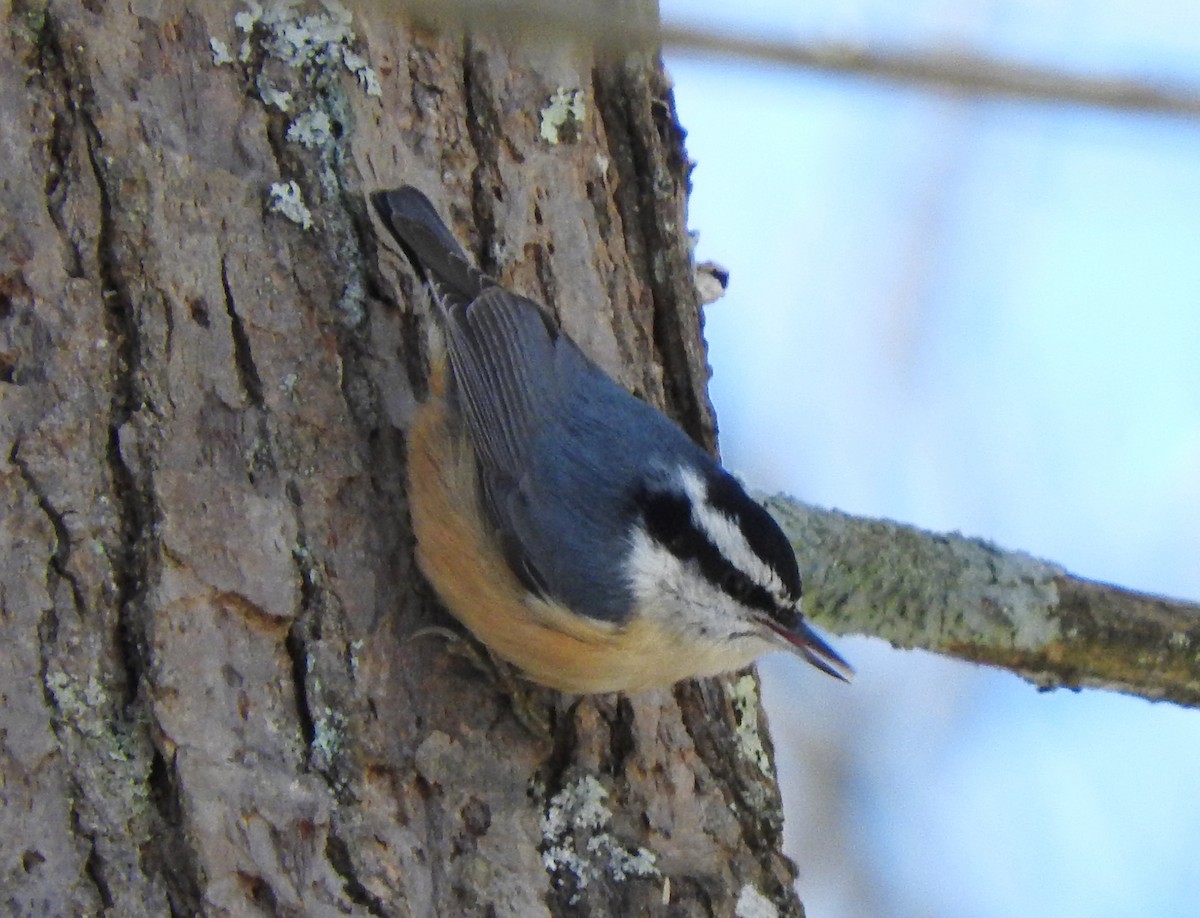 Red-breasted Nuthatch - Cristina Hartshorn
