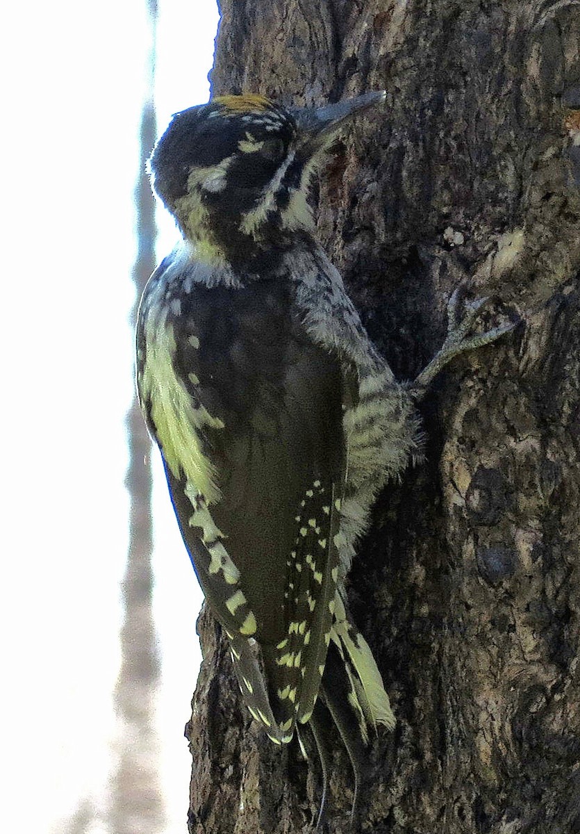 American Three-toed Woodpecker - Vicki Dern