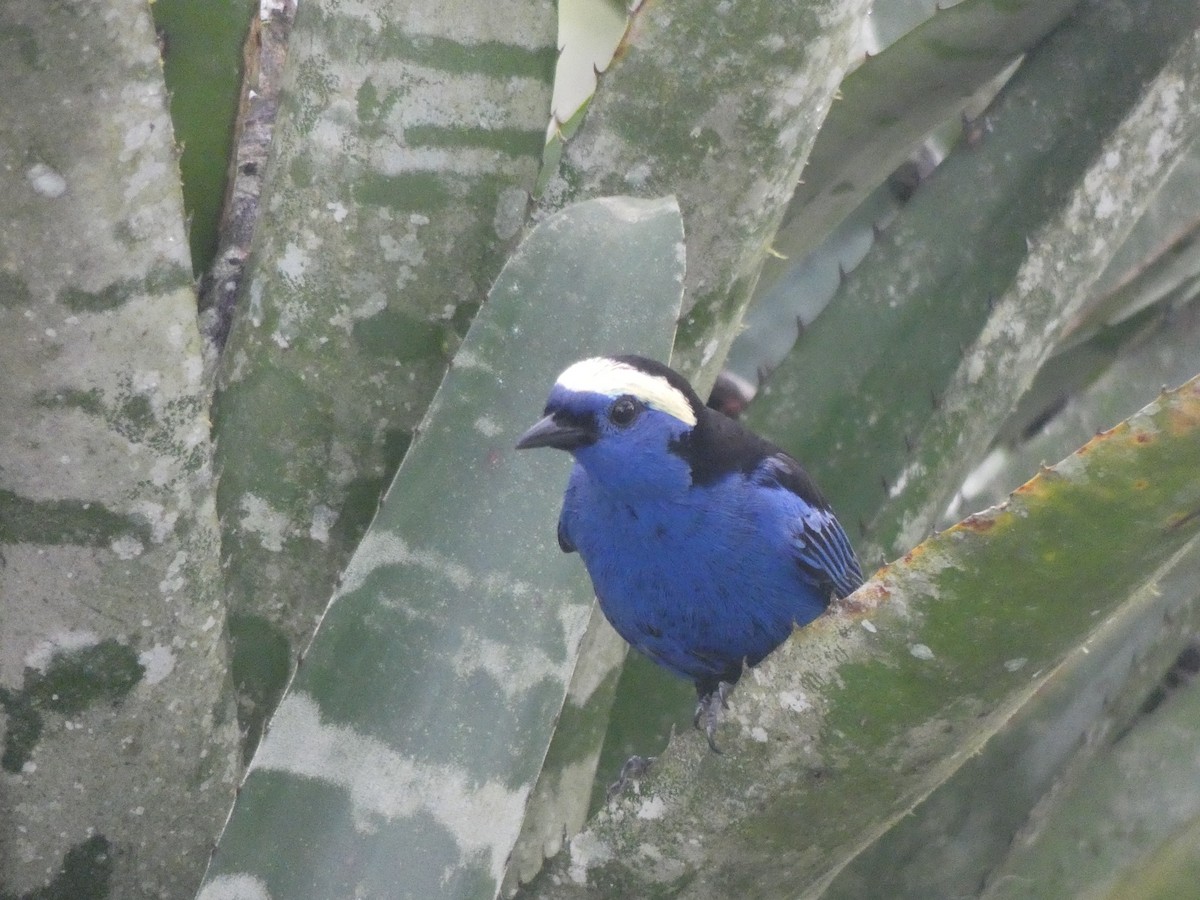 Opal-crowned Tanager - ML140676151