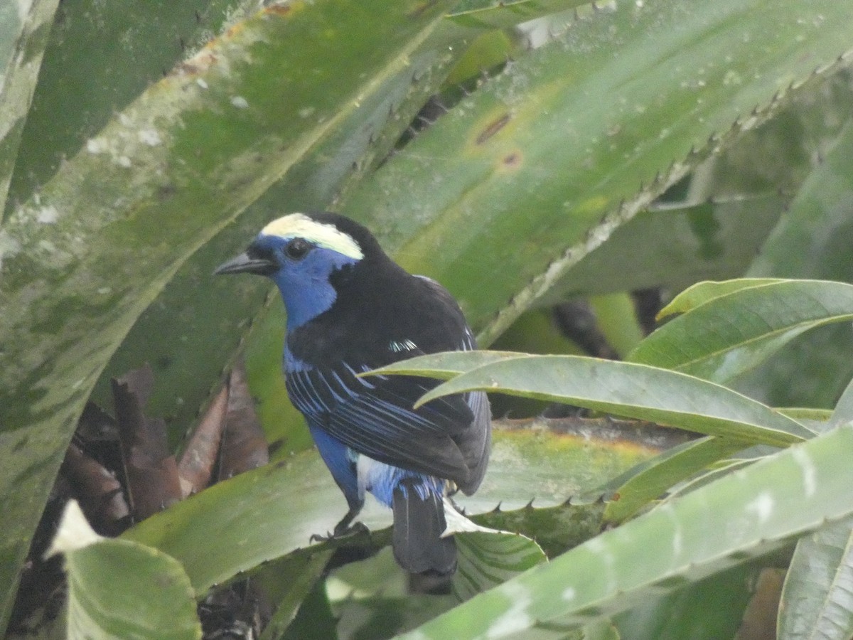 Opal-crowned Tanager - ML140676181