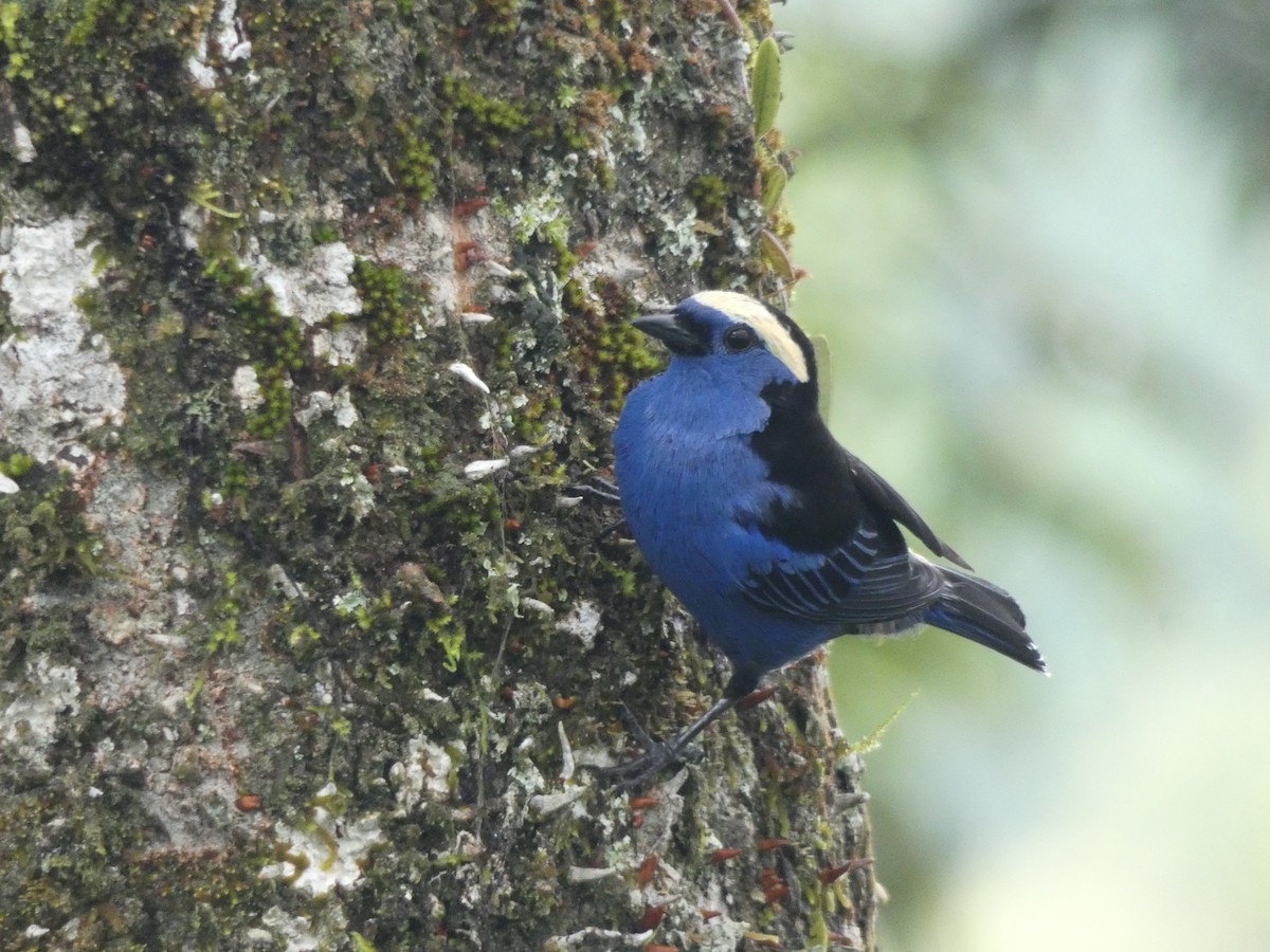 Opal-crowned Tanager - ML140676191