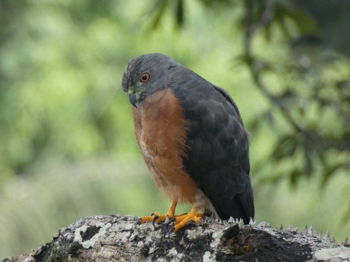 Double-toothed Kite - ML140676931